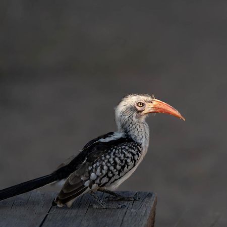 Ndzhaka Tented Camp Manyeleti Game Reserve Zewnętrze zdjęcie