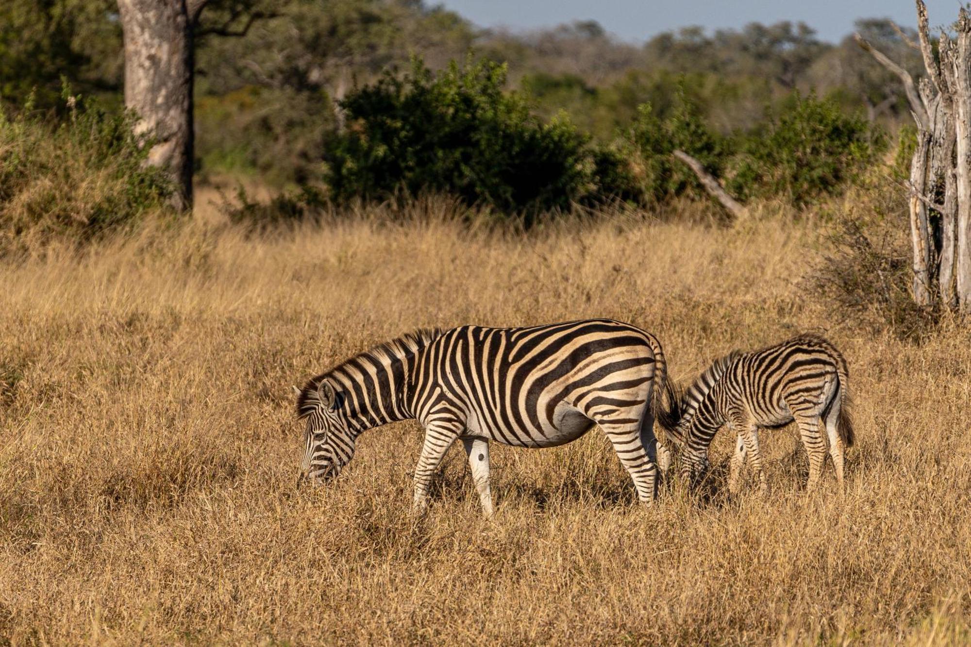 Ndzhaka Tented Camp Manyeleti Game Reserve Zewnętrze zdjęcie