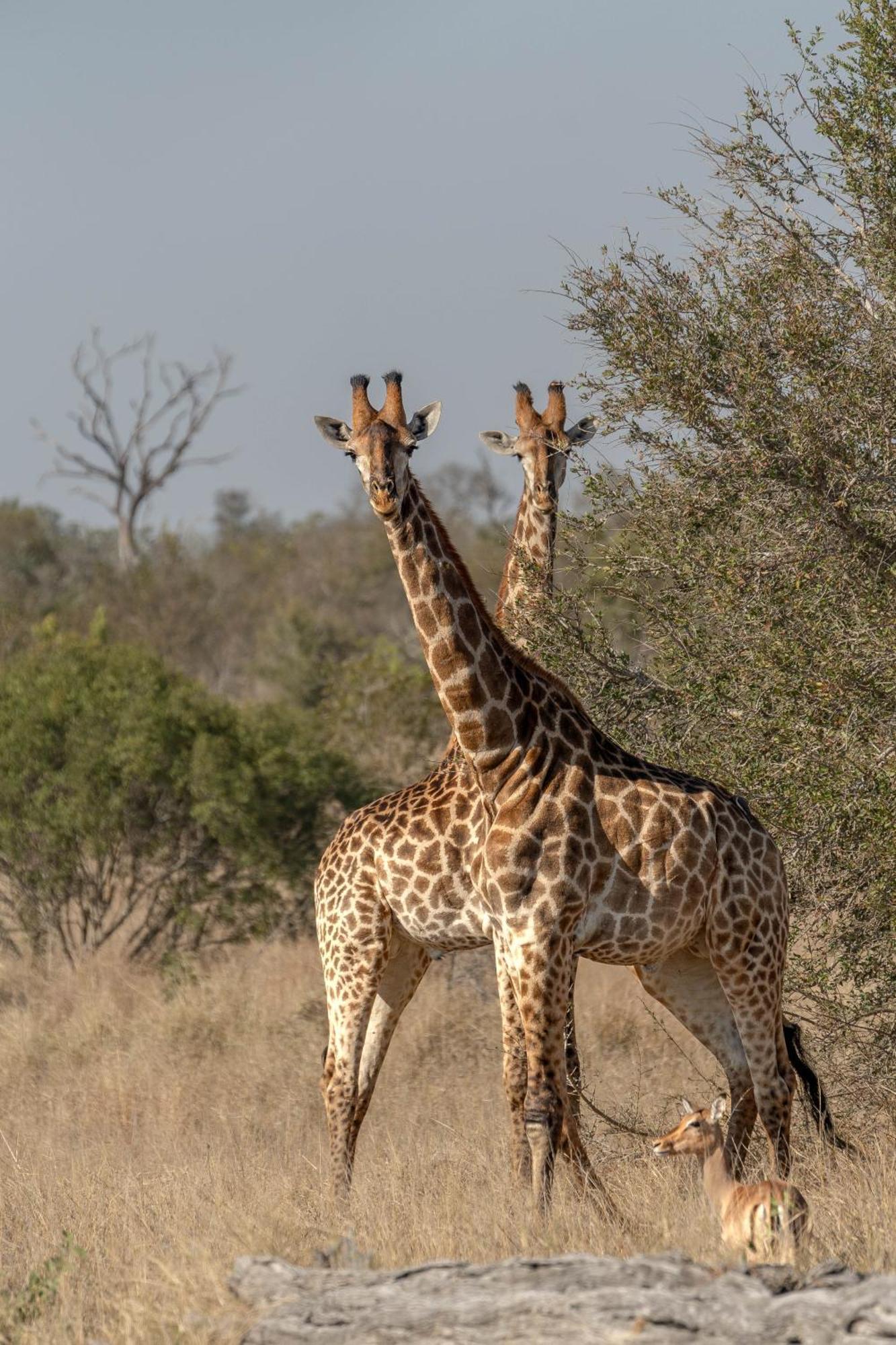 Ndzhaka Tented Camp Manyeleti Game Reserve Zewnętrze zdjęcie