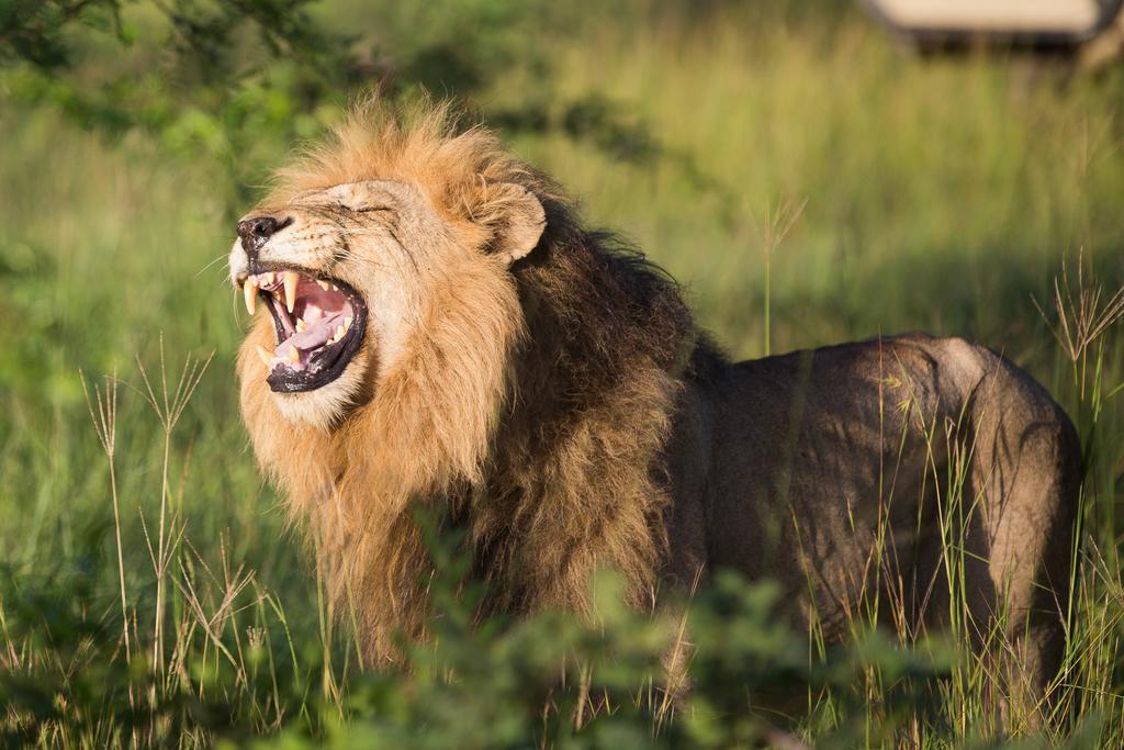 Ndzhaka Tented Camp Manyeleti Game Reserve Zewnętrze zdjęcie