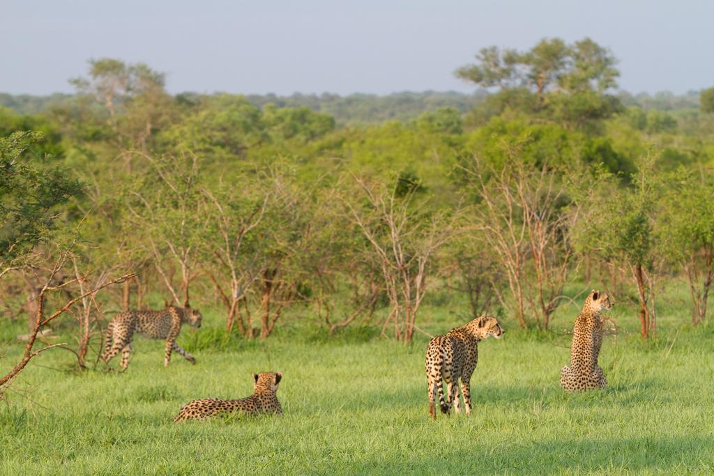 Ndzhaka Tented Camp Manyeleti Game Reserve Zewnętrze zdjęcie