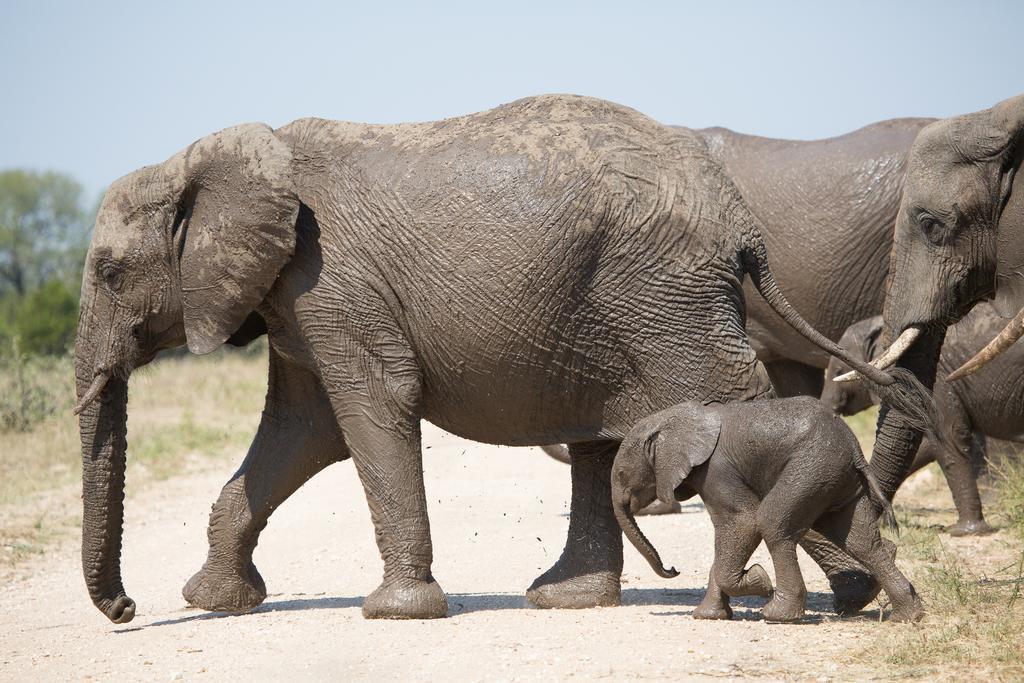 Ndzhaka Tented Camp Manyeleti Game Reserve Zewnętrze zdjęcie