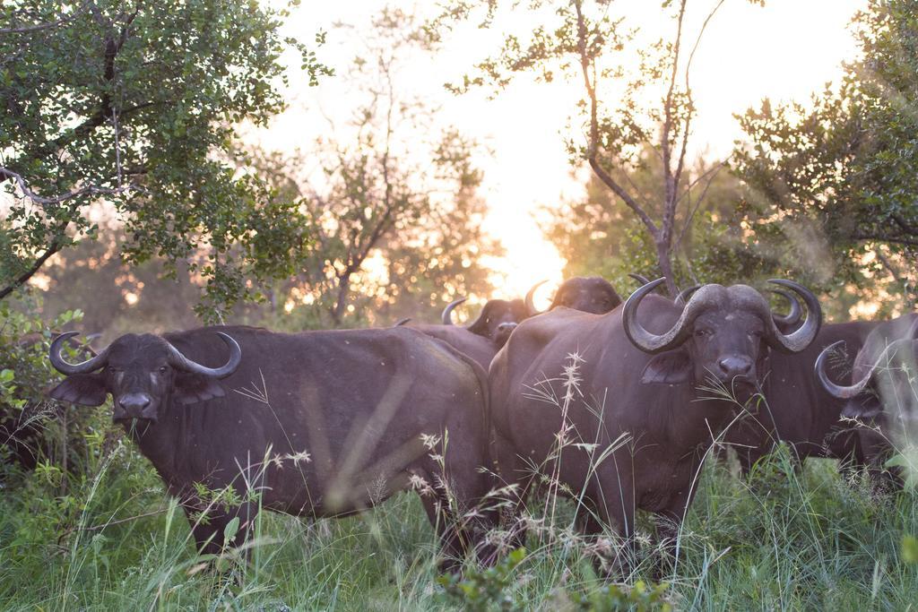 Ndzhaka Tented Camp Manyeleti Game Reserve Zewnętrze zdjęcie